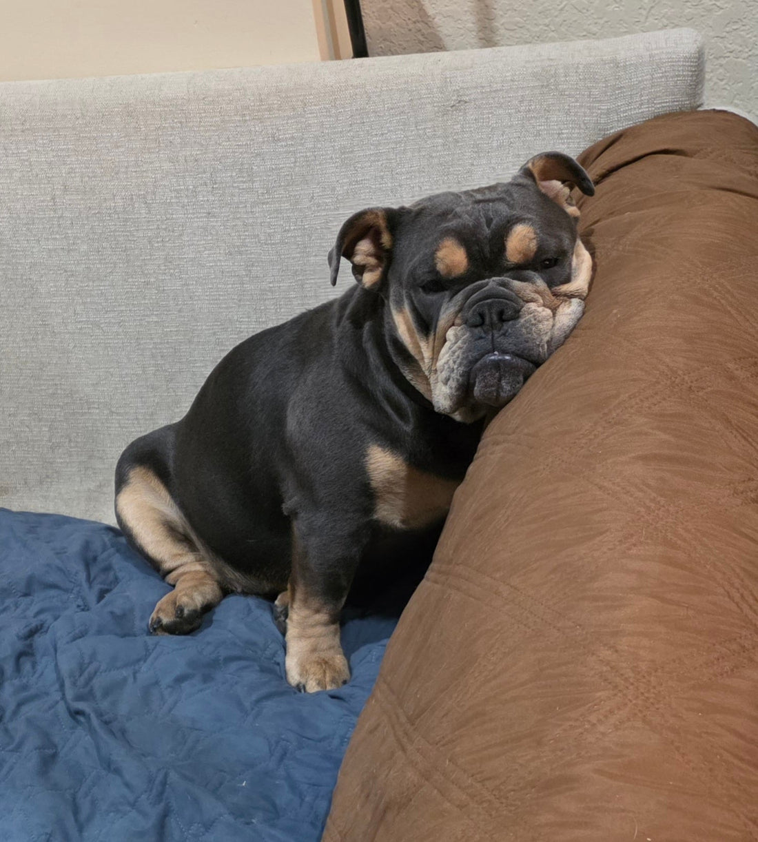 Weekly Bark Issue #3