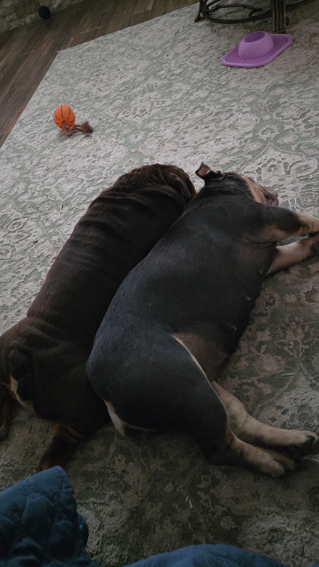 Weekly Bark Issue #4