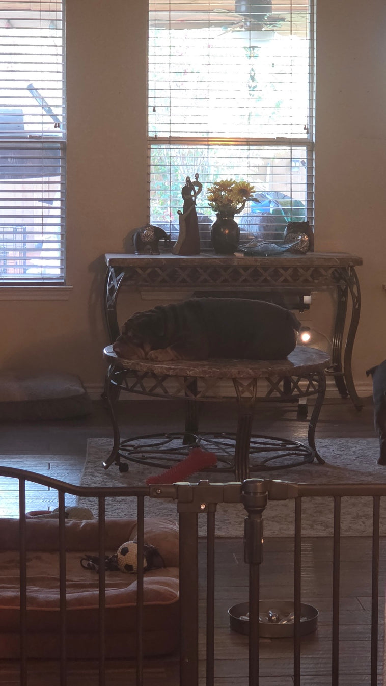 Bulldog wedged onto the bottom shelf of a console table