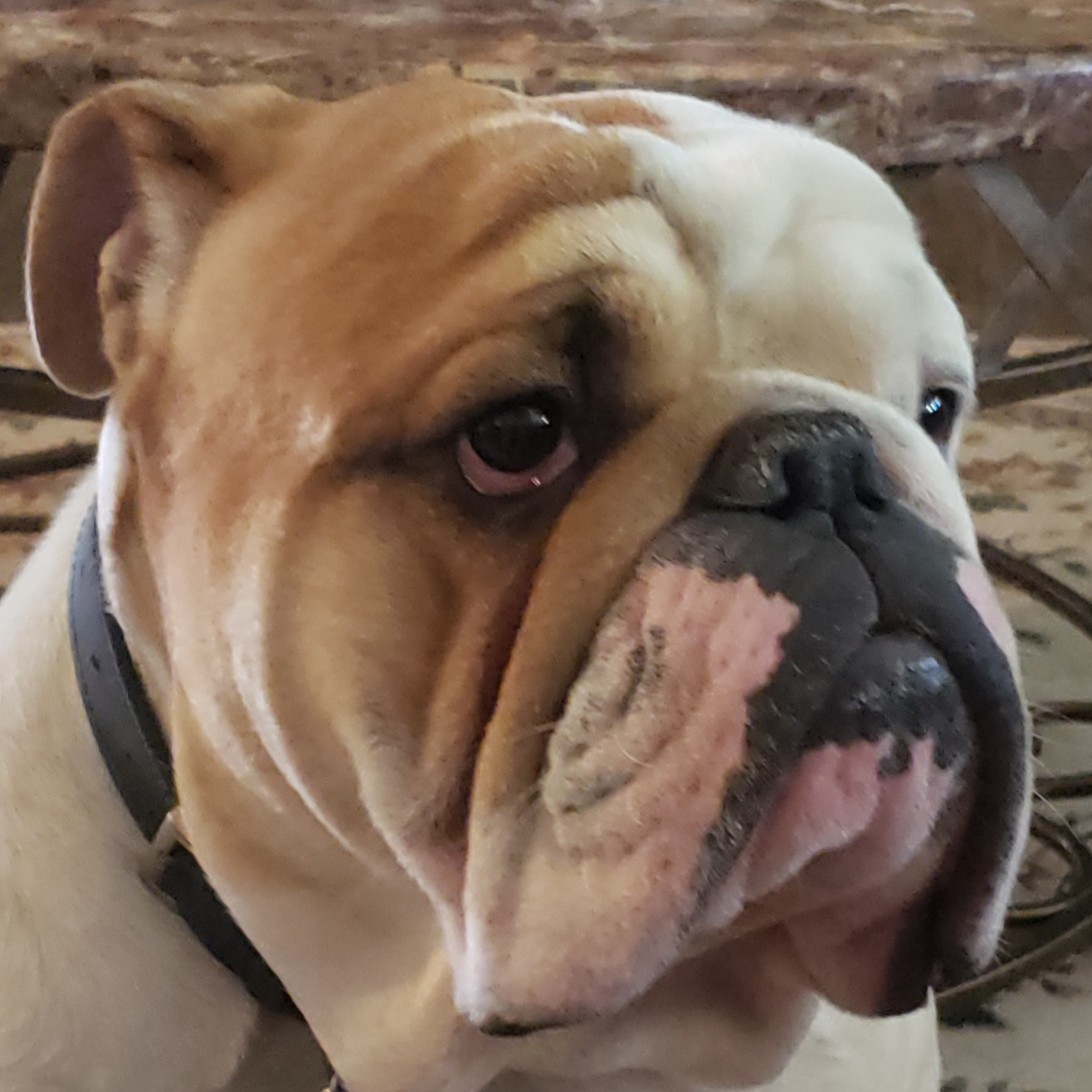 The Weekly Bark, Issue #1: Meet the Crew