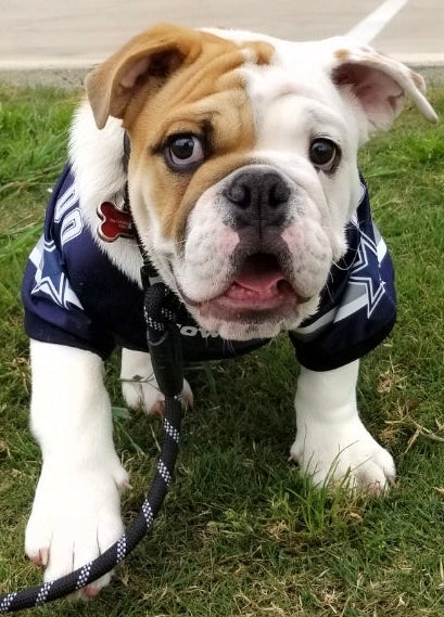 Weekly Bark Issue #5