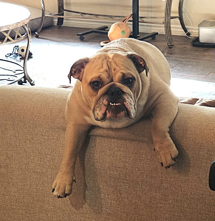 Lola draped over the back of the couch